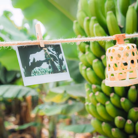 Fotografía instantánea colgada de una cuerda junto a un gran racimo de plátanos verdes