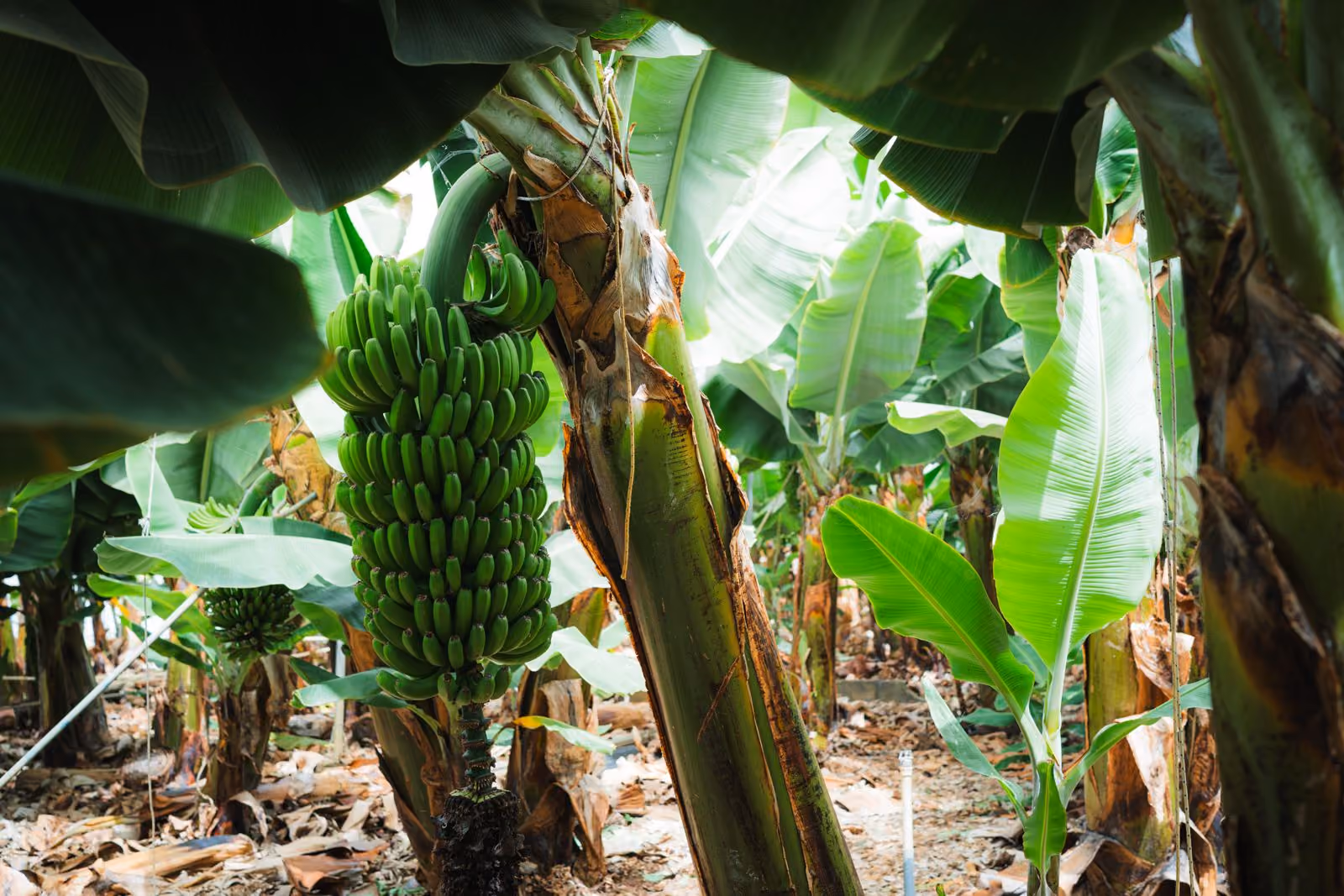 Racimo de plátano de Canarias todavía verde colgando de la platanera en la finca de Tazacorte