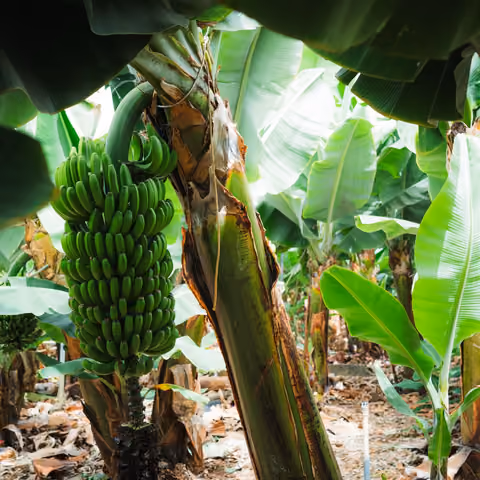 Racimo de plátano de Canarias todavía verde colgando de la platanera en la finca de Tazacorte