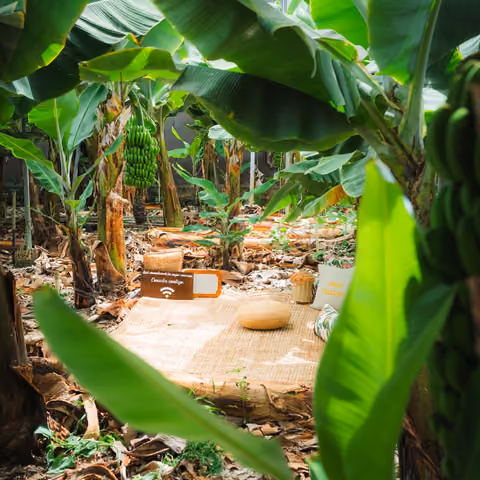El rincón de descanso de la finca visto entre las grandes hojas verdes de las plataneras